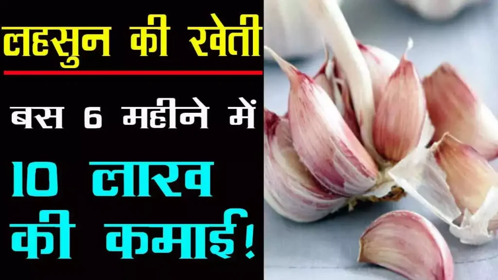लहसुन खेती की जानकारी